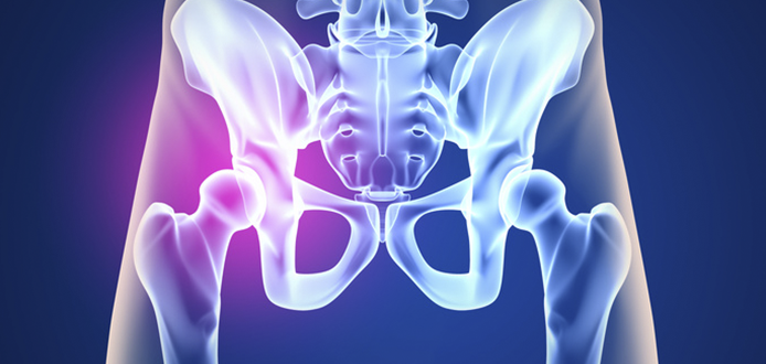 La cadera está formada por la unión de dos huesos: el hueso coxal y el fémur, además, la articulación está provista de unas bosas serosas llamadas Bursas.