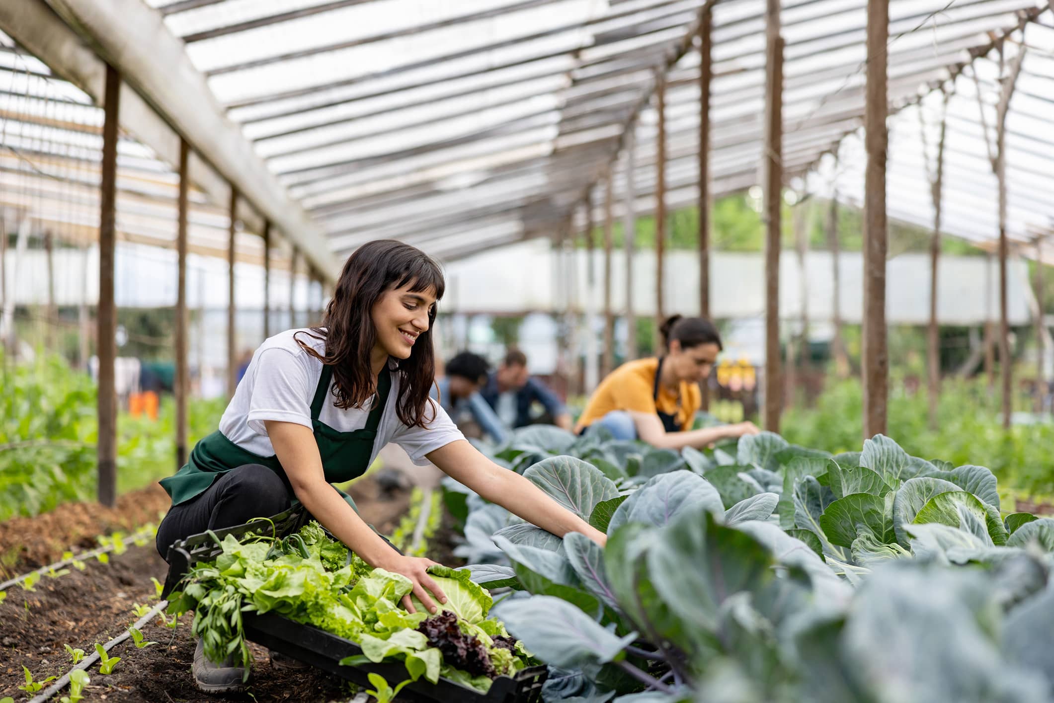 Personas recolectando verduras frescas en un invernadero como ejemplo de tendencias alimentarias sostenibles y hábitos saludables para el bienestar.