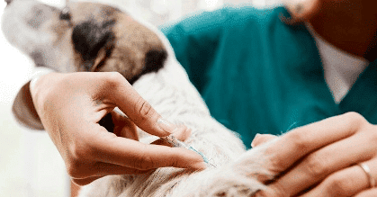 Todo sobre la rabia en perros