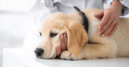 Cómo saber si un perro tiene fiebre