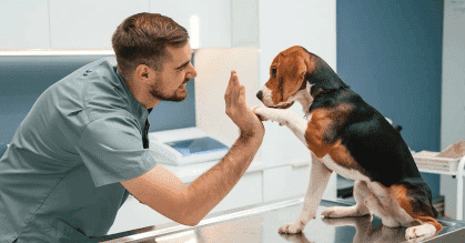 Dermatitis en perros